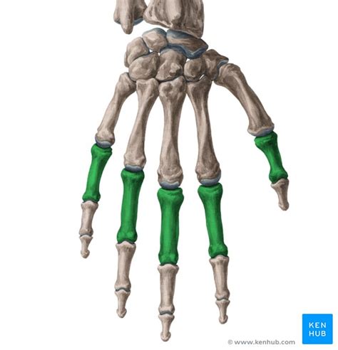 Phalanges of the hand - Anatomy & Clinical Aspects | Kenhub