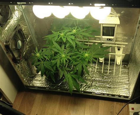 Worldwide Indoor Marijuana Grow Guide | The Best and Easy Way - Denver Party Ride