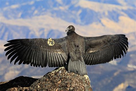 California Condors - Sequoia & Kings Canyon National Parks (U.S ...