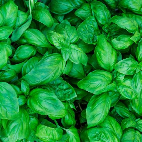 Your Guide to All the Different Types of Basil | Taste of Home