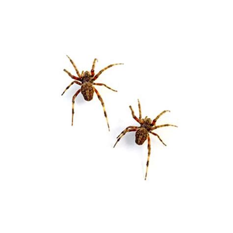 Barn Spiders | Active Pest Control - Pest Control and Exterminator Services