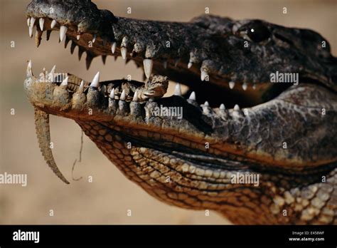 Nile crocodile mouth baby hi-res stock photography and images - Alamy