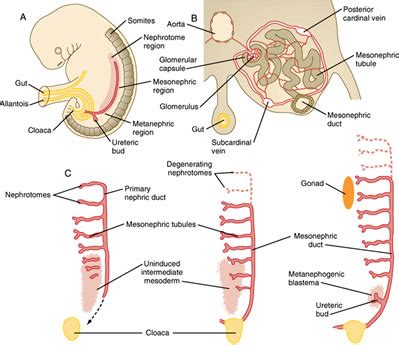 Duke Embryology - Urogenital Development