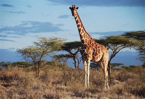 Why Giraffes are Facing a “Silent Extinction” – Chantecaille