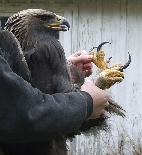 🔥 Golden Eagles talons🔥🔥 : NatureIsFuckingLit