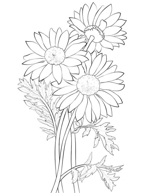 Free Drawing of Daisies coloring page - Download, Print or Color Online ...