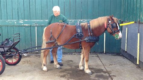 How to Harness; Part Four - Putting the Pony and Cart Together - YouTube | Horse harness, Mini ...