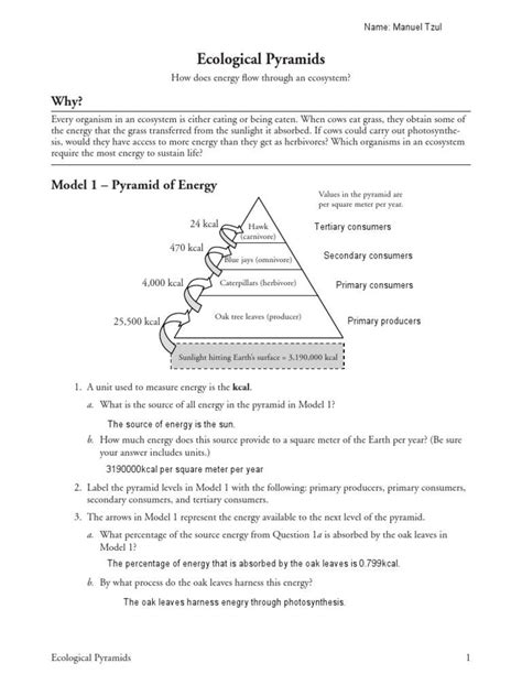 Ecological Pyramids Worksheet – Thekidsworksheet