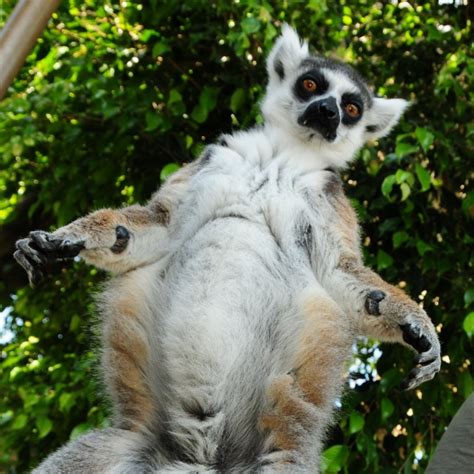 Wasted Lemur | Lemurs: 10 Funny Guys Who Just Don't Care!