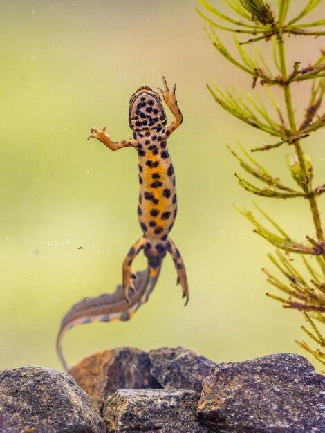 Premium Photo | Common newt amhibian in freshwater habitat