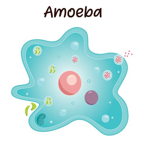 Diagram of an Amoeba 6787644 Vector Art at Vecteezy