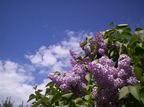 Blue Skies on the Lilac by knight99 on DeviantArt