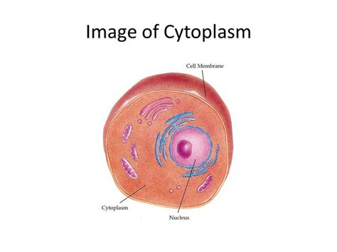 What is Cytoplasm and How Does it Work - ppt video online download ...