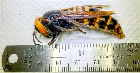 Washington state eradicates first 'murder hornet' nest of the year ...