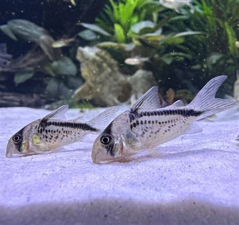 Just some of my Corydoras. Community tank in the UK with around 20 ...