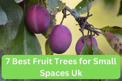 7 Best Fruit Trees for Small Spaces Uk - Dwarf Fruit Trees