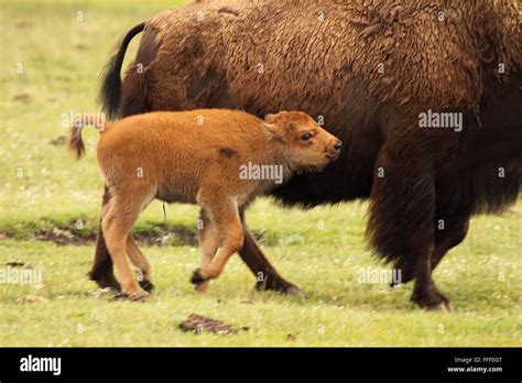 An American Bison calf running along with its mother Stock Photo - Alamy