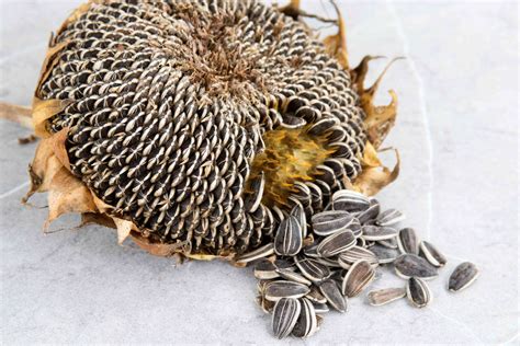 How to Harvest Sunflower Seeds the Easy Way