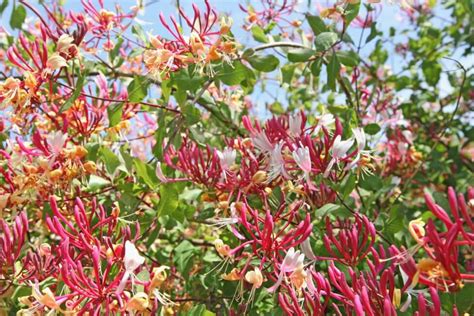 Honeysuckle Flower Meaning, Popular Types, and Uses - Petal Republic