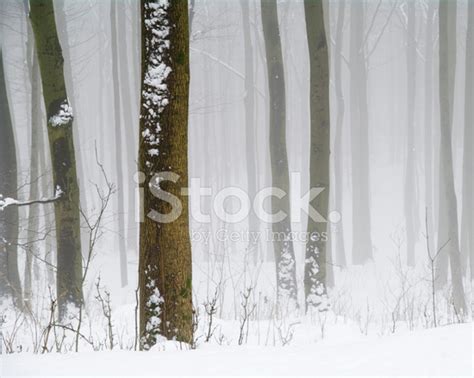 Beech Forest In Winter Stock Photo | Royalty-Free | FreeImages