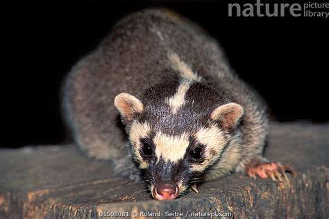 Burmese Ferret-Badger - Profile | Behavior | Traits | Facts | Range ...