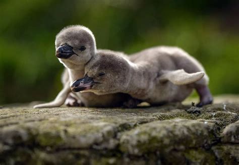 Baby Humboldt penguin chicks that have been hatched at Chester Zoo ...