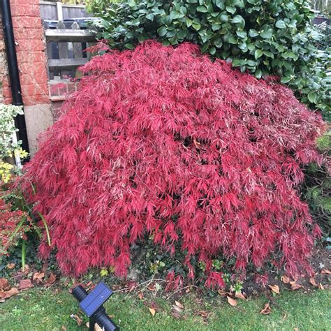 Acer Palmatum 'Osakazuki', Japanese Maple 'Osakazuki' in GardenTags plant encyclopedia