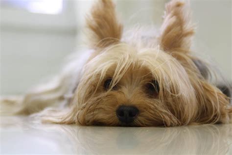 Most Popular Yorkshire Terrier Names | Dog Names from Rover