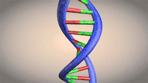 DNA double helix structure animation - YouTube