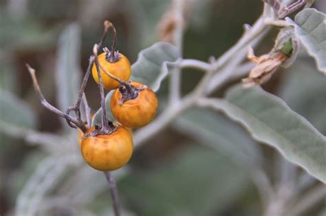 Silverleaf Nightshade Berries by Caloxort on DeviantArt