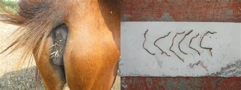 This Abused Pony Was Wired Shut to Keep Her From Mating | Animal Rahat