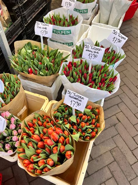 Tulips in amsterdam – Artofit