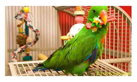 How To Train A Parrot To Fly And Come Back