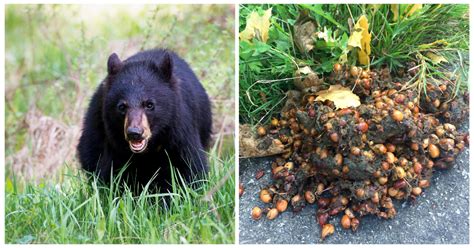 Black Bear Scat Identification