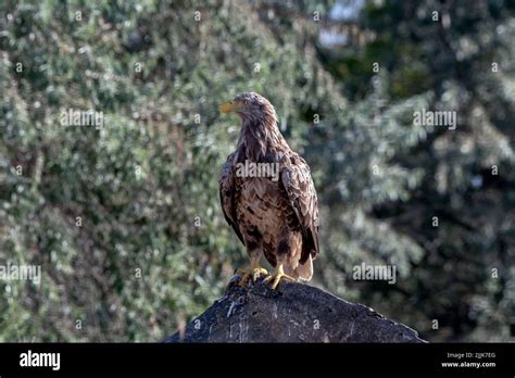 White-tailed Eagle. Romania Stock Photo - Alamy