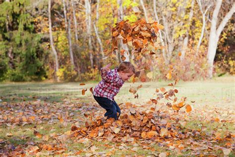 Young boy playing in a pile of fallen leaves in a park in autumn;Edmonton, alberta, canada ...