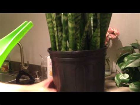 Snake Plant Watering