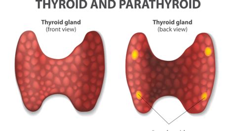 Thyroid and Parathyroid glands - Online Science Notes