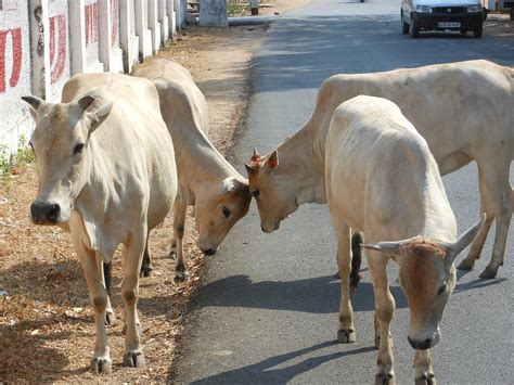 India,cows,sacred,culture,cattle - free image from needpix.com