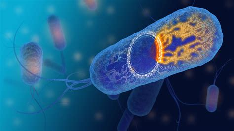 Engineered probiotic strain of Escherichia coli bacteria can reverse dangerously high levels of ...