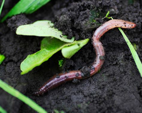 Worm castings on lawns: how to deal with this problem | Gardeningetc