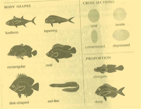 fish body shapes | Outdoor school, Body shapes, Body