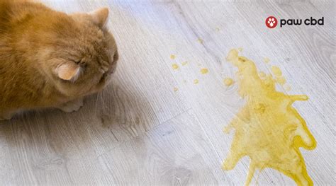 Cat Vomiting: What Does It Mean and When Is It Serious? | Paw CBD