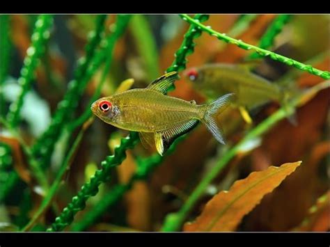 Lemon Tetra • Care Guide (Tank Setup, Mates & Breeding)