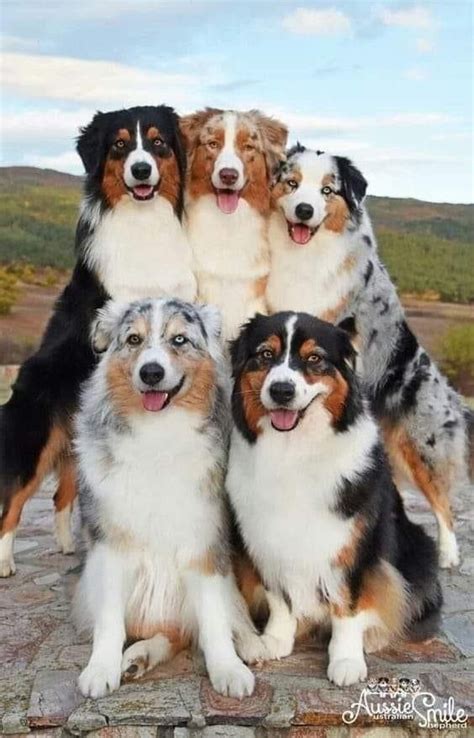 Best 11 Australian Shepherd Dog Colors: A Complete List Of All 15 ...