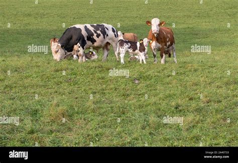 Family constellation hi-res stock photography and images - Alamy