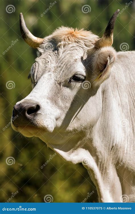 Portrait of a White Cow with Horns Stock Image - Image of detail, horn: 110537075