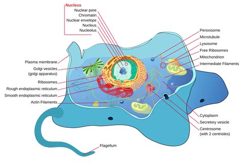 Structural Biochemistry/Cell Organelles/Animal Cell - Wikibooks, open books for an open world