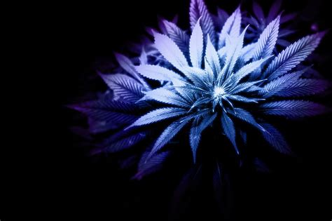 HD wallpaper: Purple Weed, petal, nature, flower, nature and landscapes | Wallpaper Flare