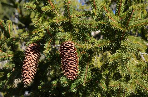 Free Images : tree, branch, flower, evergreen, botany, fir, flora, spruce, cones, larch ...